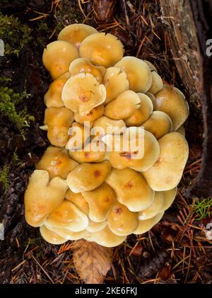 Champignons Tuft à soufre, Hypholoma fasciculare, poussant sur une souche de bouleau rouge pourrie, au-dessus du ruisseau Callahan, à l'ouest de Troy, Montana Banque D'Images