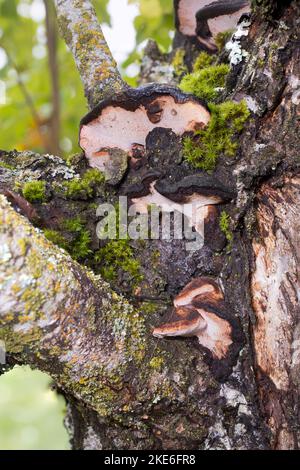 Le champignon du support de coussin, Phellinus pomaceus, pousse sur le tronc d'un prunier, dans un verger, au nord-est de Troy, Montana. Banque D'Images