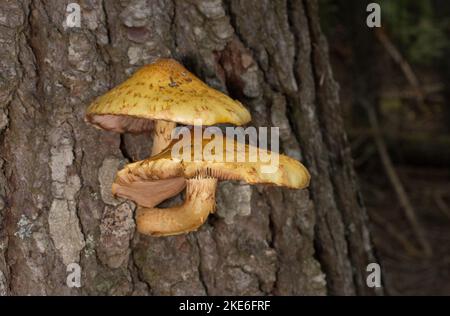 Pholiota cf. Aurivella. Champignons Scalycap dorés poussant sur un nag de conifères, au nord-ouest de Troy, Montana Banque D'Images