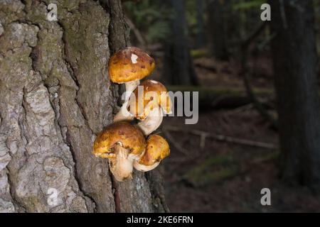 Pholiota cf. Aurivella. Champignons Scalycap dorés poussant sur un nag de conifères, au nord-ouest de Troy, Montana Banque D'Images