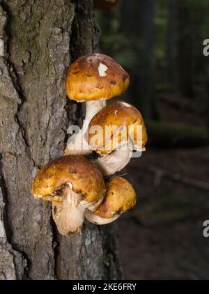 Pholiota cf. Aurivella. Champignons Scalycap dorés poussant sur un nag de conifères, au nord-ouest de Troy, Montana Banque D'Images
