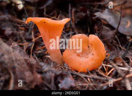 Champignons abricot, Guepinia helvelloides, poussant dans des litières de feuilles sous des feuillus mixtes et des conifères, au-dessus du ruisseau Callahan, à l'ouest de Troy, Montana Banque D'Images