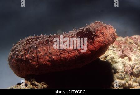 Concombre de mer comestibles (Holothuria edulis) Banque D'Images