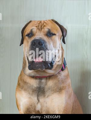 Boerboel ou Boerboel - une race de chien originaire d'Afrique du Sud, appartient au groupe des molossiens, mastiffs. Portrait en gros plan Banque D'Images