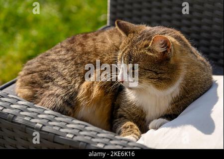Gros plan d'un chat domestique brun tabby sur une chaise de jardin. Banque D'Images