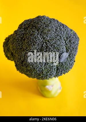 Brocoli , brocoli à fond jaune Banque D'Images