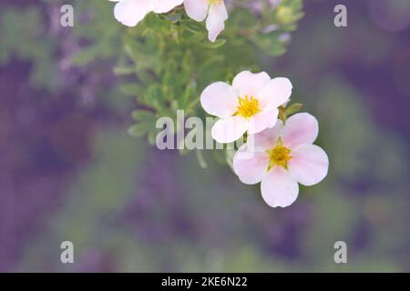 Fleurs de l'arbuste Dasiphora fruticosa. Utilisation de l'usine Potentilla dans la conception du paysage. Fond floral. Banque D'Images