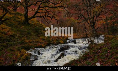 Rivière qui coule au-dessus des rochers dans le parc forestier de Galloway, sur les terres frontalières de l'Écosse Banque D'Images