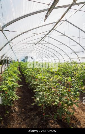 Rangées de Lycopersicon esculentum - plantes de tomates cultivées de façon organique à l'intérieur de la serre de film de polyéthylène. Banque D'Images