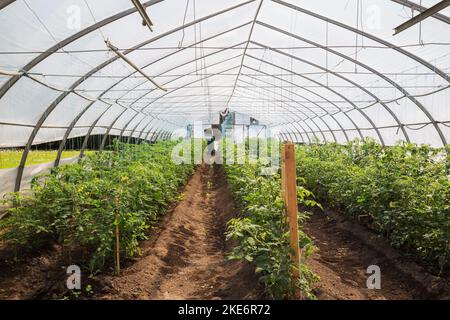 Rangées de Lycopersicon esculentum - plantes de tomates cultivées de façon organique à l'intérieur de la serre de film de polyéthylène. Banque D'Images