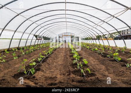 Rangées de Cucumis sativus - plantes de Cucumber cultivées de façon organique à l'intérieur de la serre de film de polyéthylène. Banque D'Images