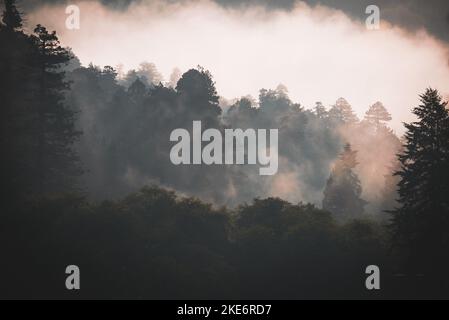 Le brouillard côtier enveloppe une forêt tropicale tempérée tôt le matin dans le sud de l'Oregon Banque D'Images