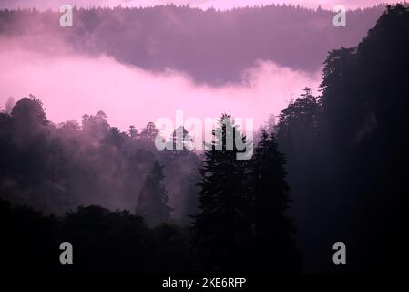 Le brouillard côtier enveloppe une forêt tropicale tempérée tôt le matin dans le sud de l'Oregon Banque D'Images