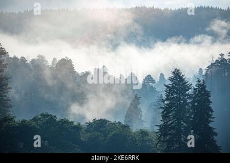 Le brouillard côtier enveloppe une forêt tropicale tempérée tôt le matin dans le sud de l'Oregon Banque D'Images