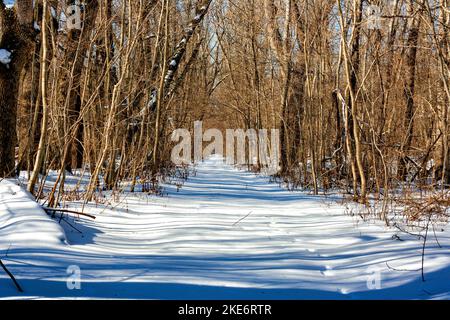 Défrichement dans la forêt couverte de neige Banque D'Images