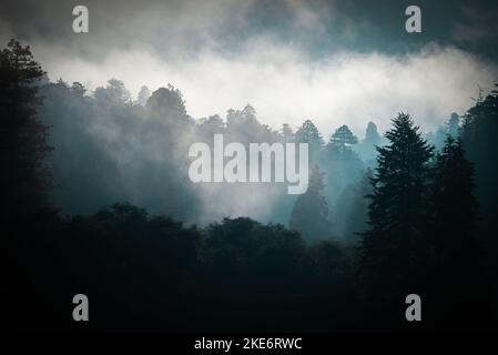 Le brouillard côtier enveloppe une forêt tropicale tempérée tôt le matin dans le sud de l'Oregon Banque D'Images