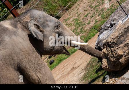 Un éléphant d'Asie (Elephas maximus) au zoo de Sydney à Sydney, Nouvelle-Galles du Sud, Australie (photo de Tara Chand Malhotra) Banque D'Images