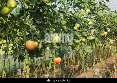 Rangées de Lycopersicon esculentum vert et rouge pas encore mûr - tomates sur la vigne étant cultivées de manière biologique à l'intérieur de serre de film de polyéthylène. Banque D'Images