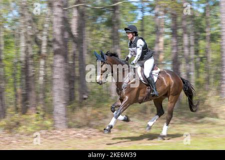 Trialgallop de Red Hills Horse Banque D'Images