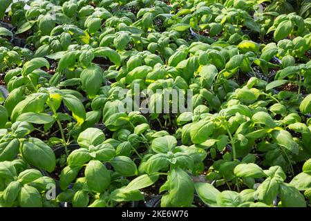 Ocimum - basilicum - plantules d'herbe de Basil cultivées de façon organique dans des récipients en plastique à l'intérieur de la serre. Banque D'Images