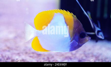 Le butterflyfish pyramidal est répandu dans les eaux tropicales et subtropicales du centre de l'Indo-Pacifique. Banque D'Images