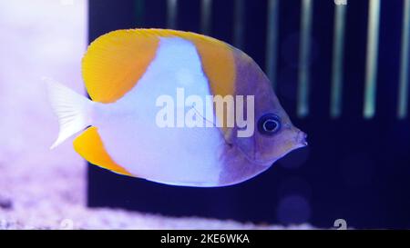 Le butterflyfish pyramidal est répandu dans les eaux tropicales et subtropicales du centre de l'Indo-Pacifique. Banque D'Images