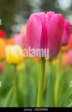 Tulipa violet - tulipe au lit de Tulipa coloré - tulipes au printemps. Banque D'Images