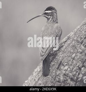 .Lepidocolaptes angustirostris .Narrow-Bleggeron Patagonia Argentina Banque D'Images