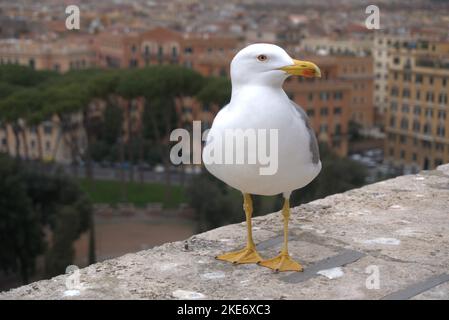 Europe, divers endroits dont Rome, Paris et Capri. Banque D'Images