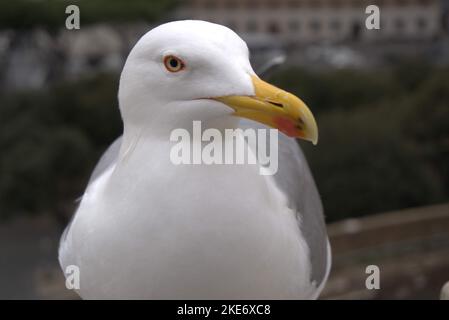 Europe, divers endroits dont Rome, Paris et Capri. Banque D'Images