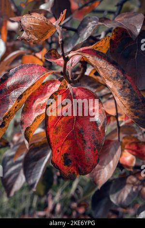 Feuilles d'automne aux belles couleurs chaudes dans des tons rouges et dorés accrochées à un arbre de persimmon illuminé par la lumière du soleil avec une mise au point sélective Banque D'Images