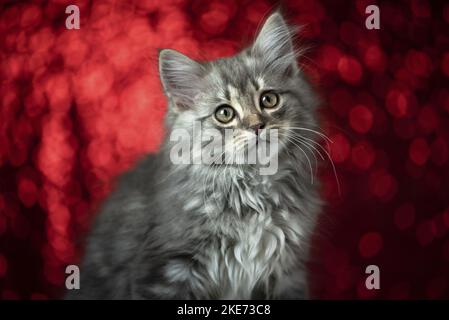 Portrait de chaton Longhair allemande Banque D'Images
