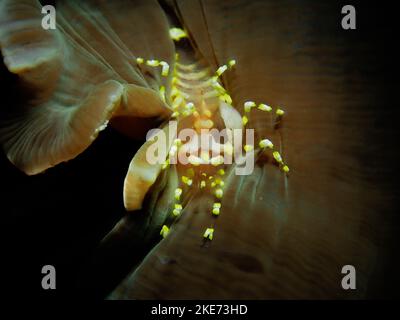 Photo macro d'un Periclilènes brevicarpalis jaune, de la crevette d'anémone en verre et d'un fond sombre Banque D'Images
