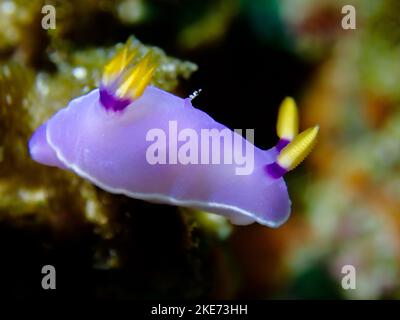 Gros plan d'une limace de mer colorée Hypselodoris bullocki, nageant au-dessus d'un récif de corail, dans une mer profonde Banque D'Images