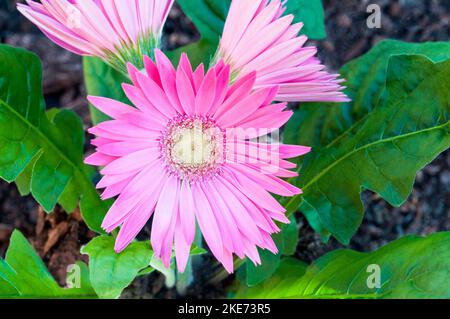 Gerbera jamesonii avec des fleurs roses également Barberton Daisy ou Transvaal Daisy Un clamp formant l'évérovert qui fleurit tout l'été et est gel tendre Banque D'Images