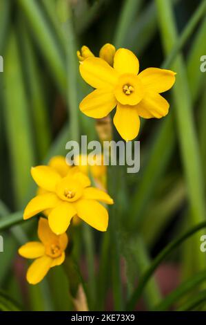 Gros plan de plusieurs fleurs Baby Moon Narcissus il s'agit d'une miniature jaune nain division 7 jonquilla jonodil qui fleurit à la fin du printemps Banque D'Images