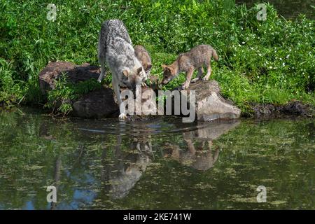 Le loup gris adulte (Canis lupus) éclabousse dans l'eau avec deux tasses été - animaux captifs Banque D'Images