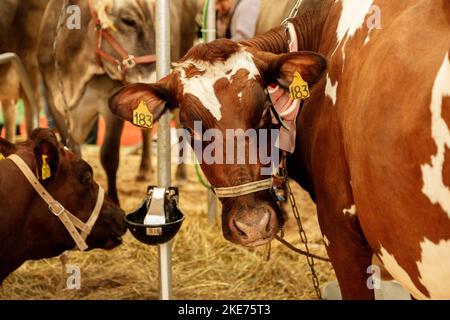 Veau vache rouge animal enfant ferme agriculture Banque D'Images