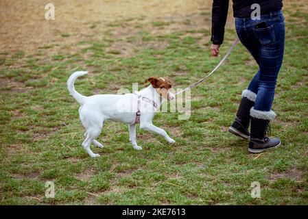 Jeune chien Jack Russel entraînement en plein air. Petite race de chien. Chien pur. Banque D'Images