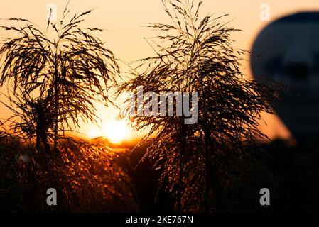 Le soleil se lève derrière un ballon d'air chaud et de l'herbe pendant une heure dorée de lever du soleil Banque D'Images