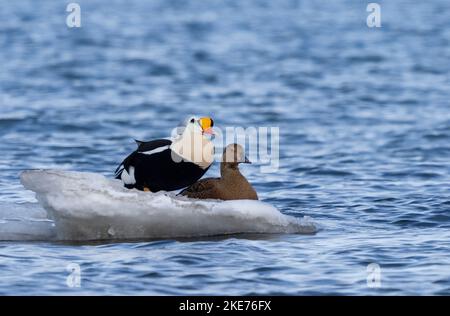 Le Roi Eider (Somateria spectabilis) mâle et femelle sur petit iceberg Banque D'Images