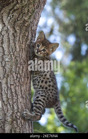 Le chaton de Savannah monte sur l'arbre Banque D'Images