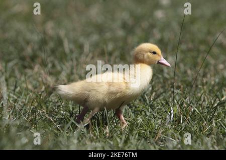 Petit canard de Barbarie Banque D'Images