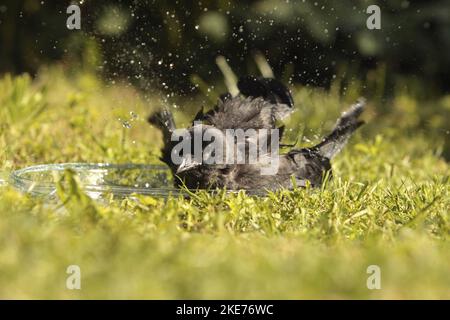 Jackdaw baigne dans un bol d'eau Banque D'Images