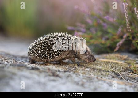Jeune hérisson Banque D'Images