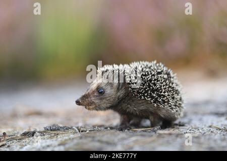 Jeune hérisson Banque D'Images