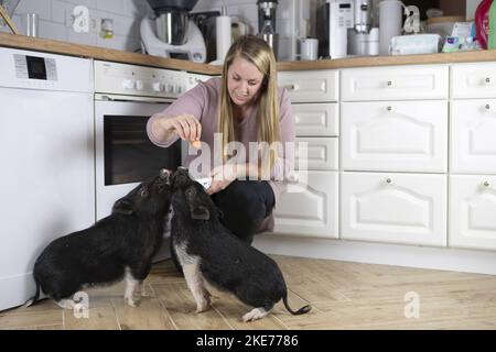 Femme avec Mini Pigs Banque D'Images