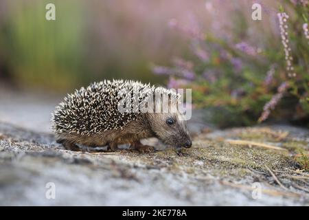 Jeune hérisson Banque D'Images