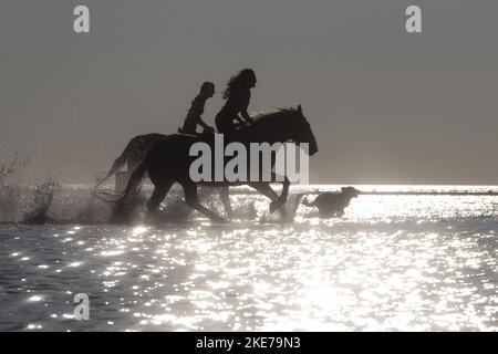 Les chevaux dans l'eau Banque D'Images