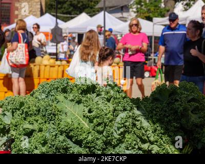 Kale vert curly. Farmers Market, Oak Park Illinois. Banque D'Images